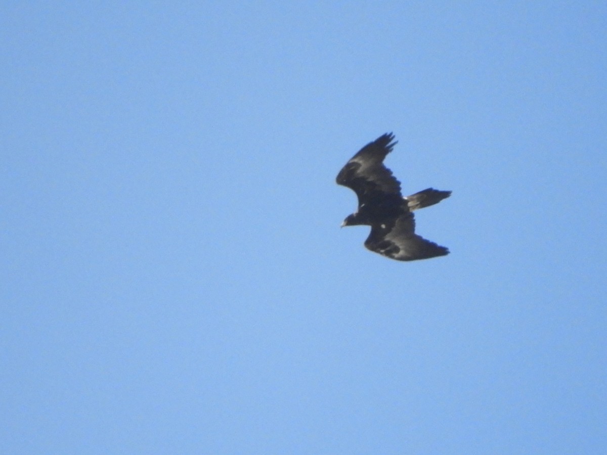 Wedge-tailed Eagle - ML615341576