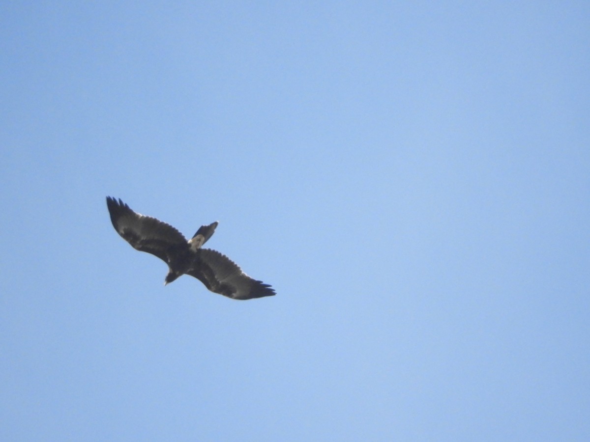 Wedge-tailed Eagle - ML615341615