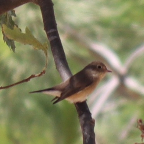 Red-breasted Flycatcher - ML615341711