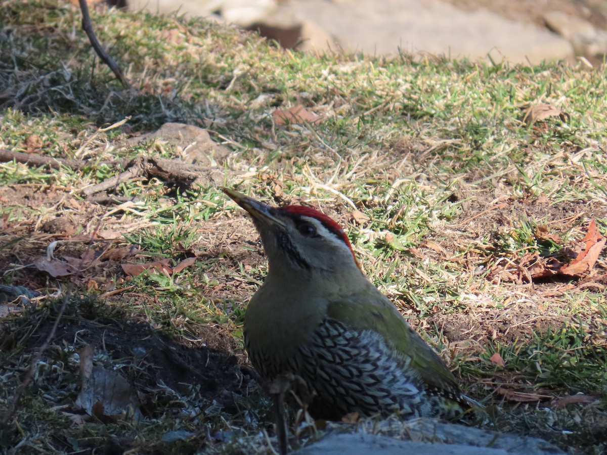Scaly-bellied Woodpecker - ML615341970