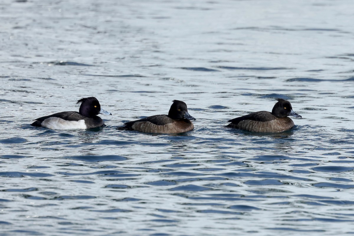 Tufted Duck - ML615342041