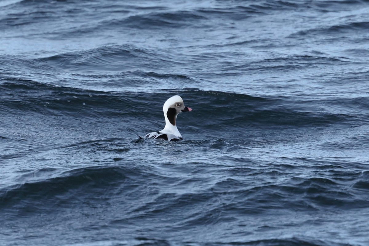 Long-tailed Duck - ML615342184