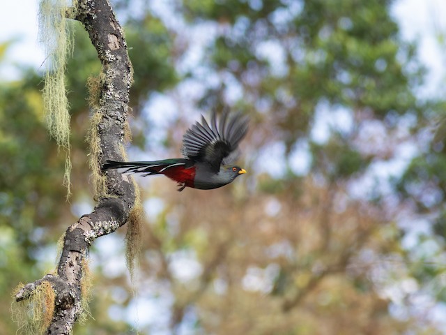  - Hispaniolan Trogon - 