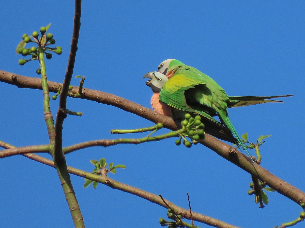 Red-breasted Parakeet - ML615342422
