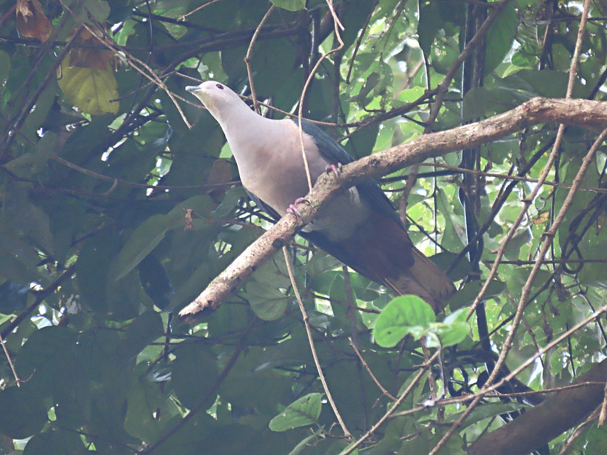 Green Imperial-Pigeon - ML615342441