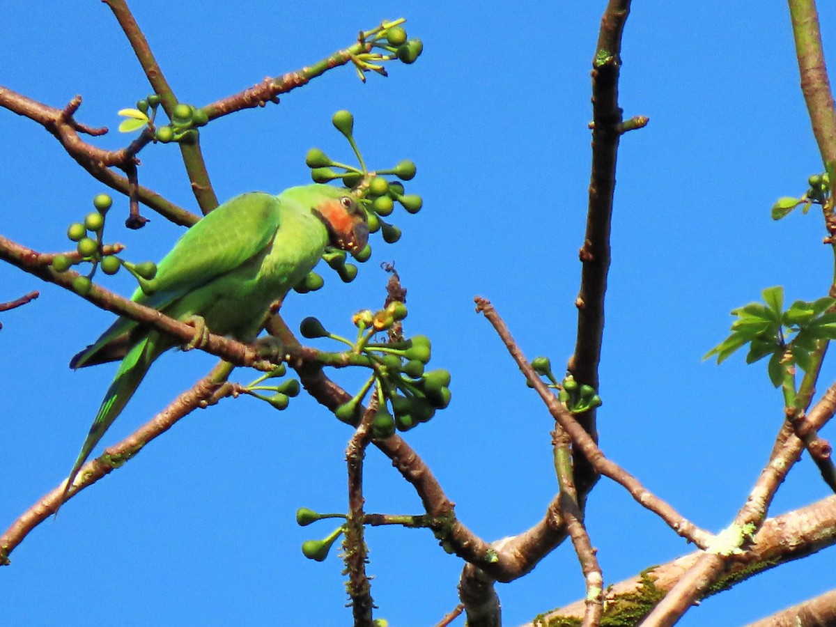 Long-tailed Parakeet - ML615342454