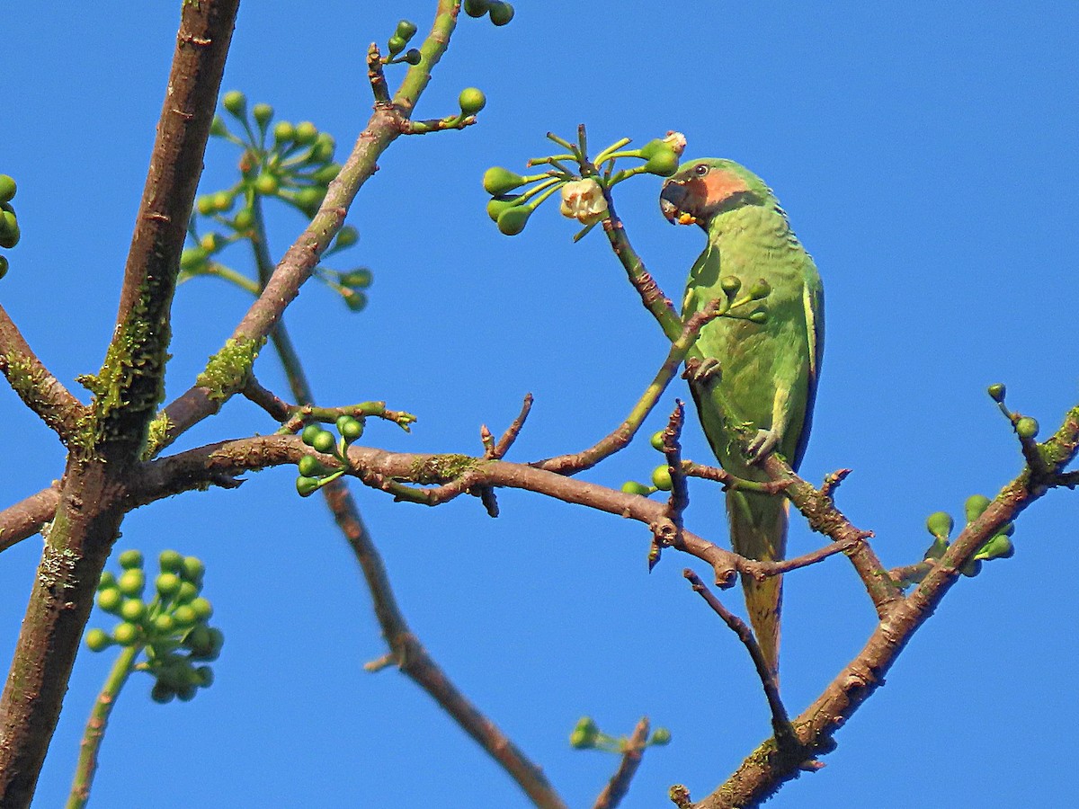 Long-tailed Parakeet - ML615342455