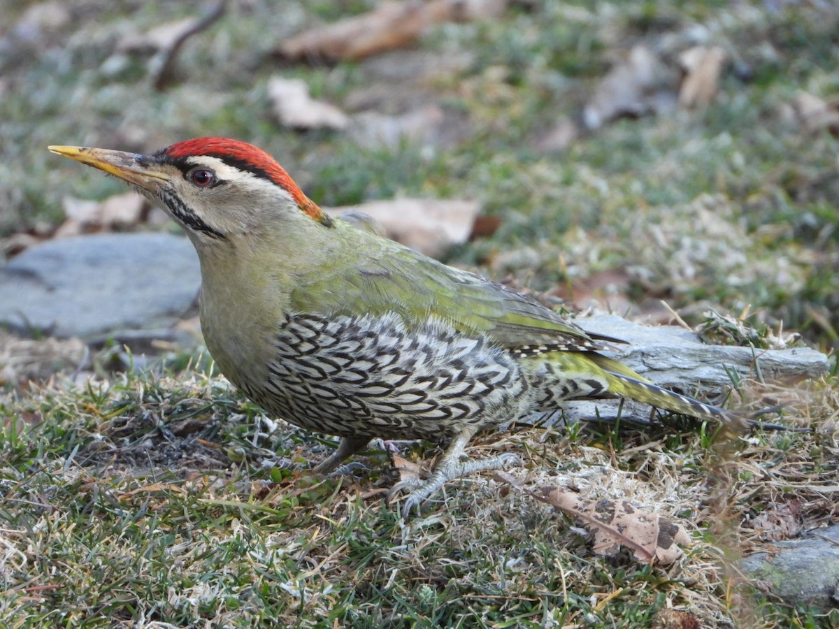 Scaly-bellied Woodpecker - Babloo Farswan