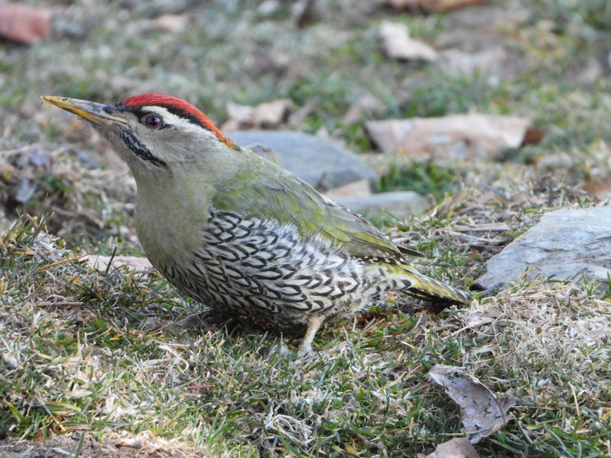 Scaly-bellied Woodpecker - Babloo Farswan