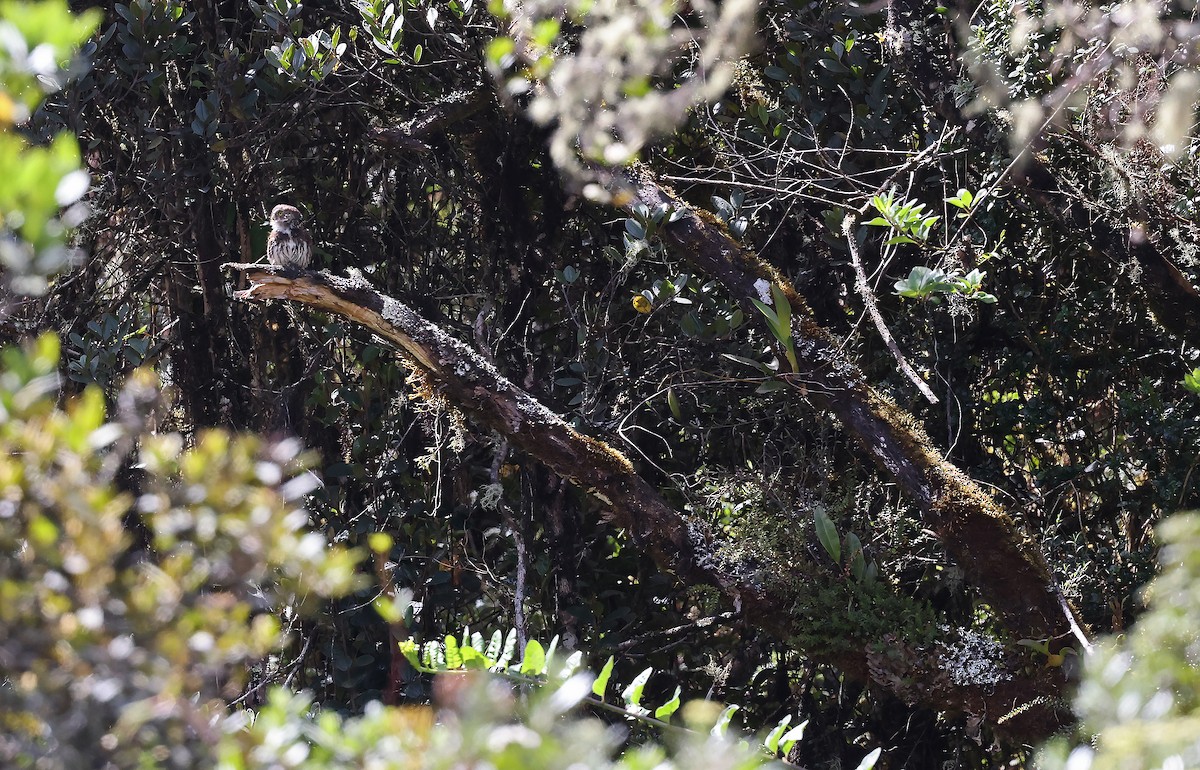 Andean Pygmy-Owl - ML615342684