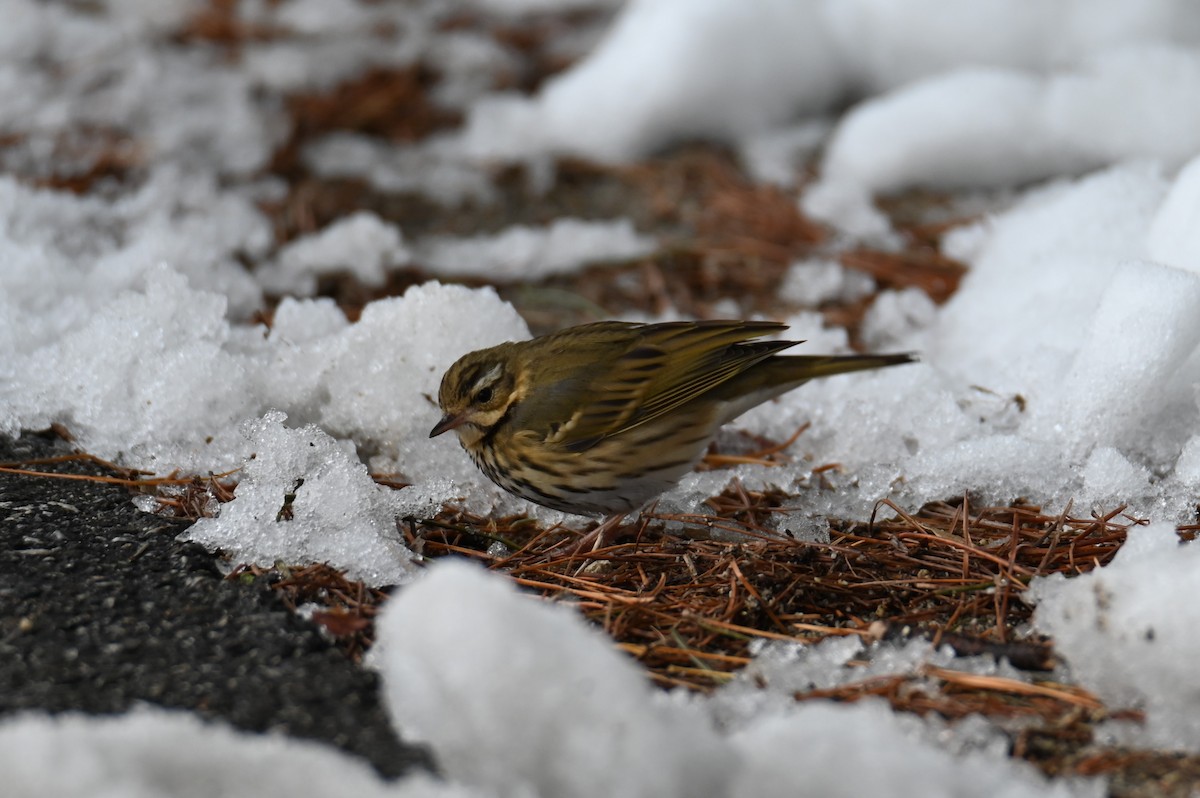 Olive-backed Pipit - ML615342785