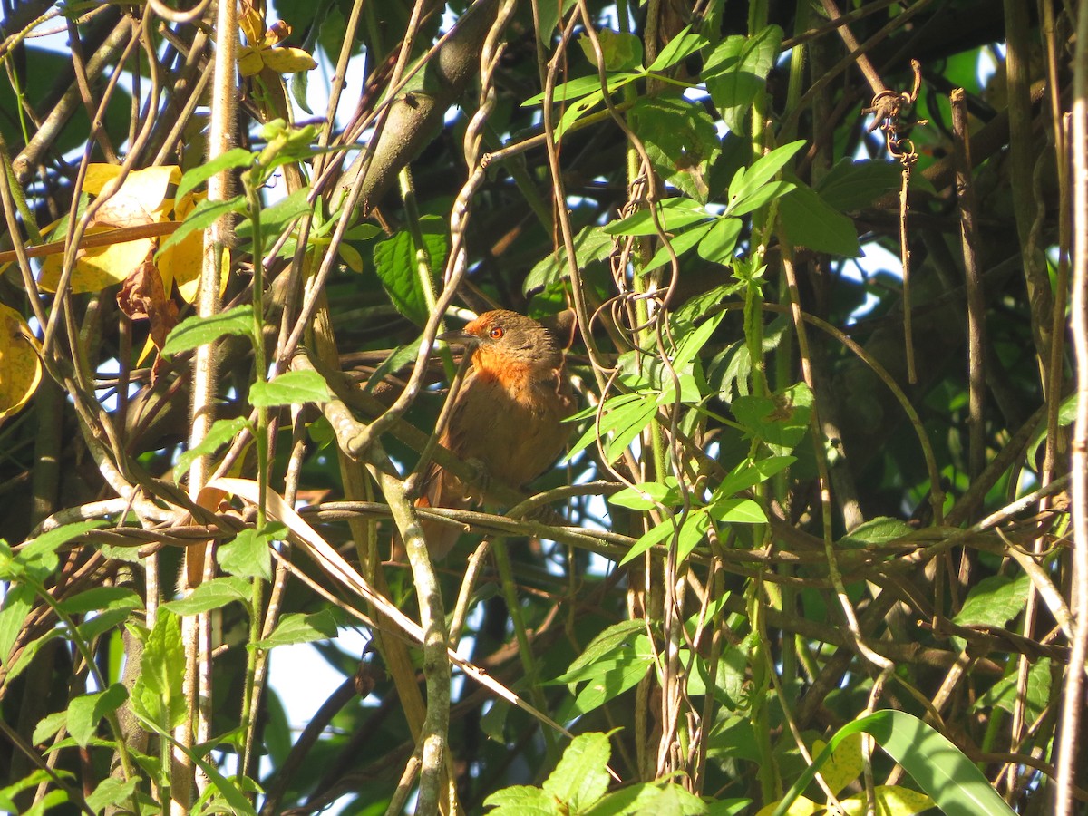 Orange-eyed Thornbird - ML615342790