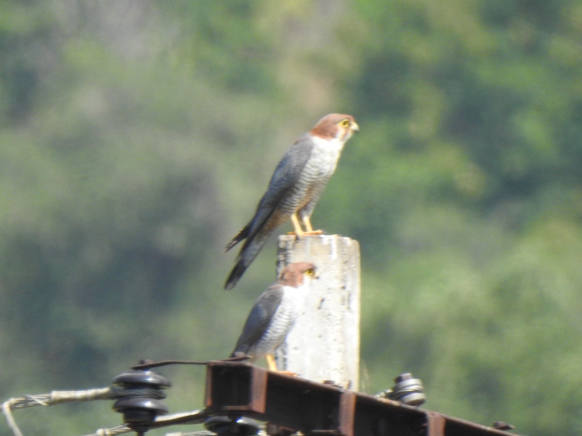 Red-necked Falcon - ML615342802