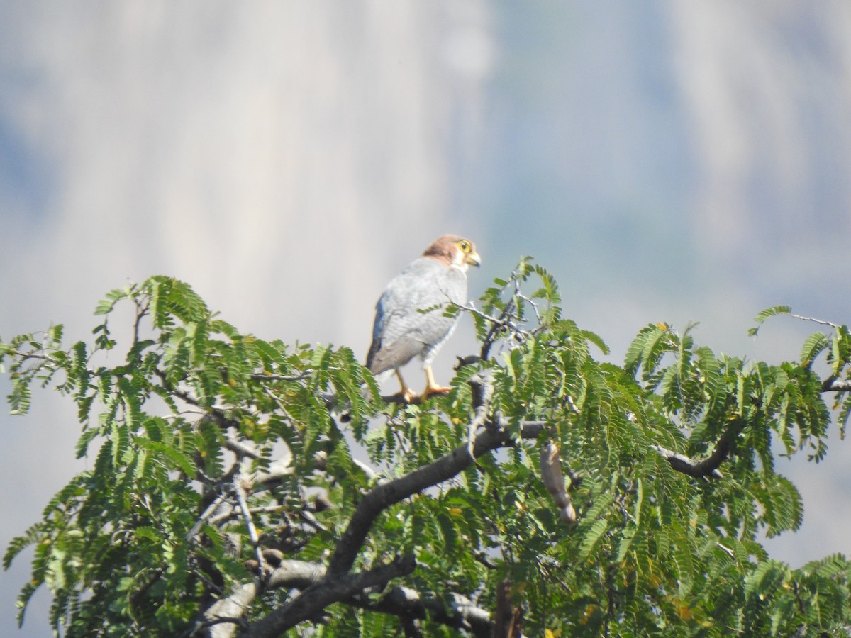 Red-necked Falcon - ML615342804
