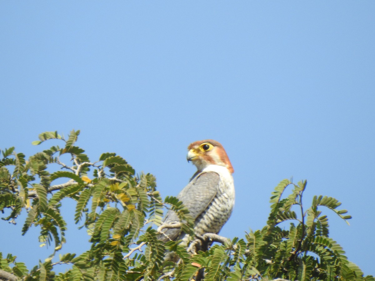 Red-necked Falcon - ML615342806