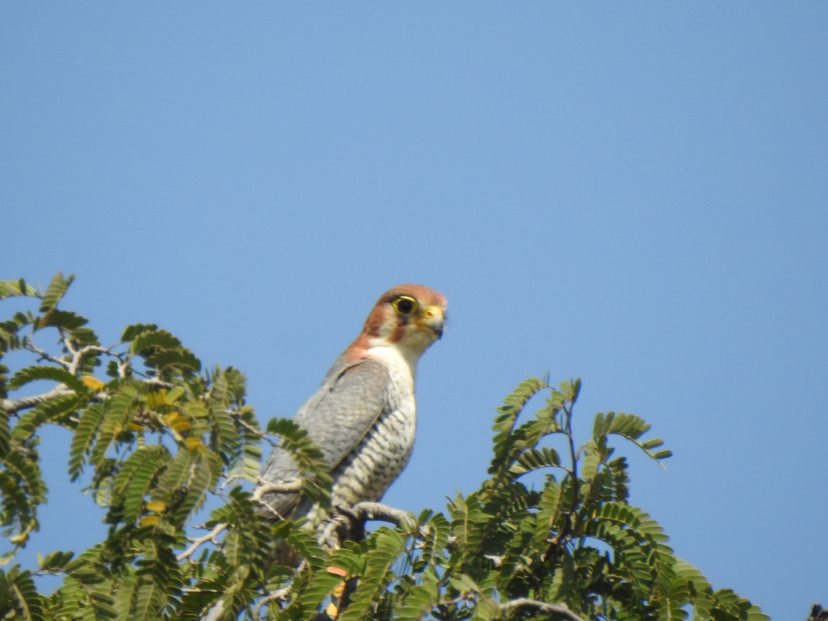 Red-necked Falcon - ML615342808