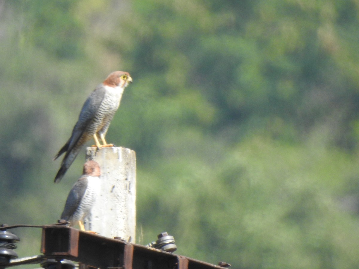 Red-necked Falcon - ML615342810