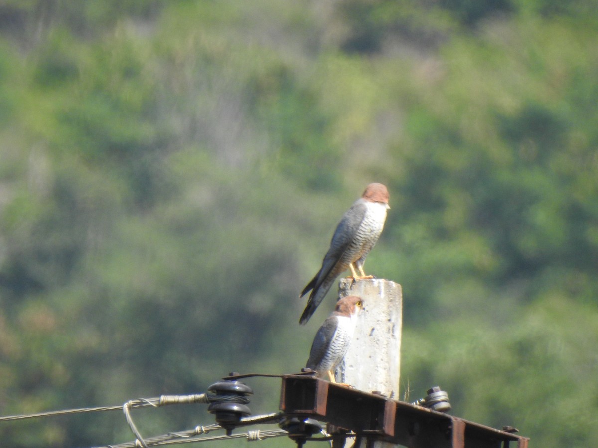 Red-necked Falcon - ML615342811