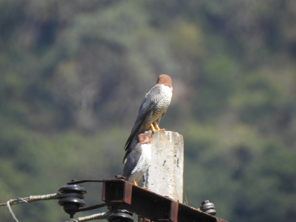 Red-necked Falcon - ML615342816