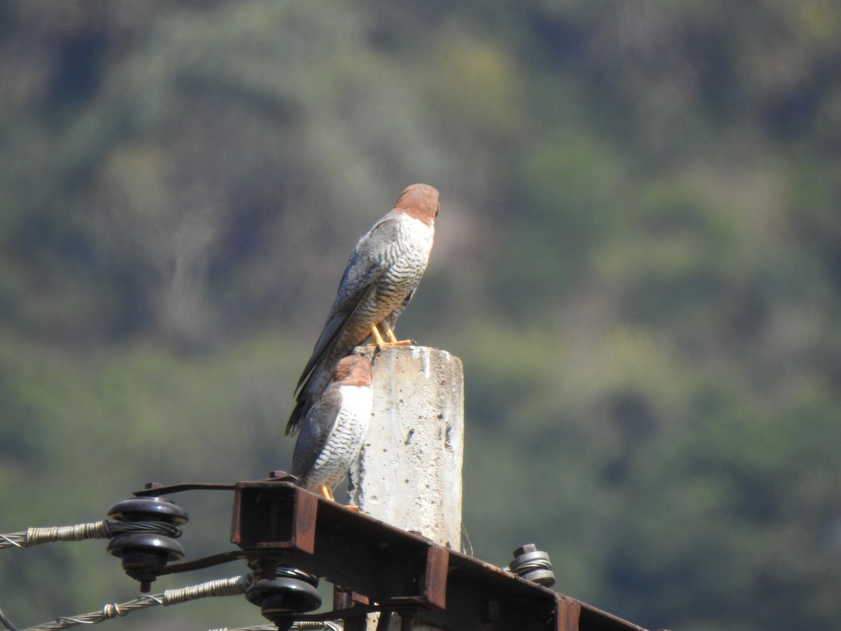 Red-necked Falcon - ML615342817