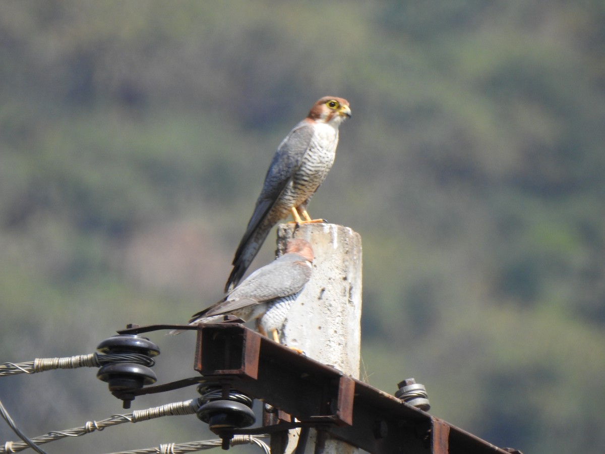 Red-necked Falcon - ML615342818