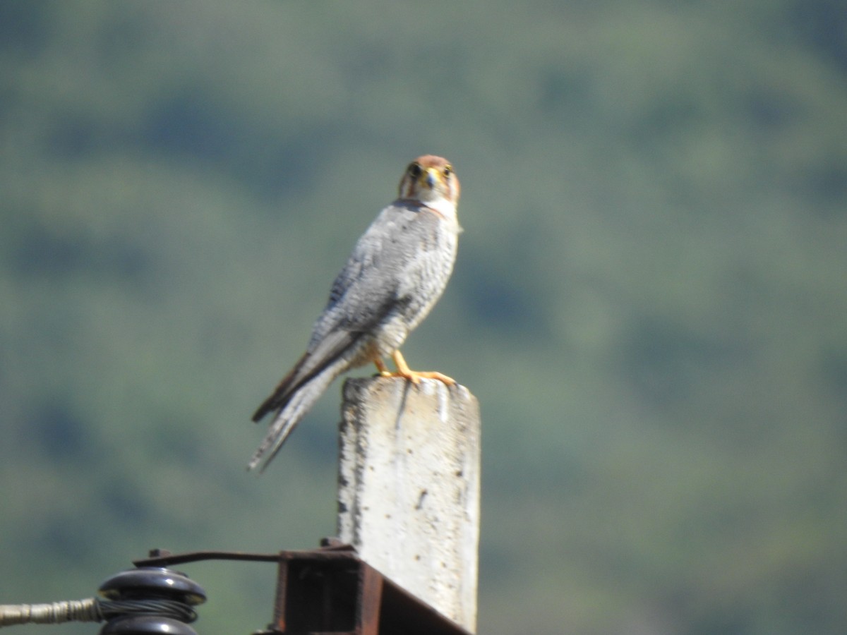 Red-necked Falcon - ML615342819