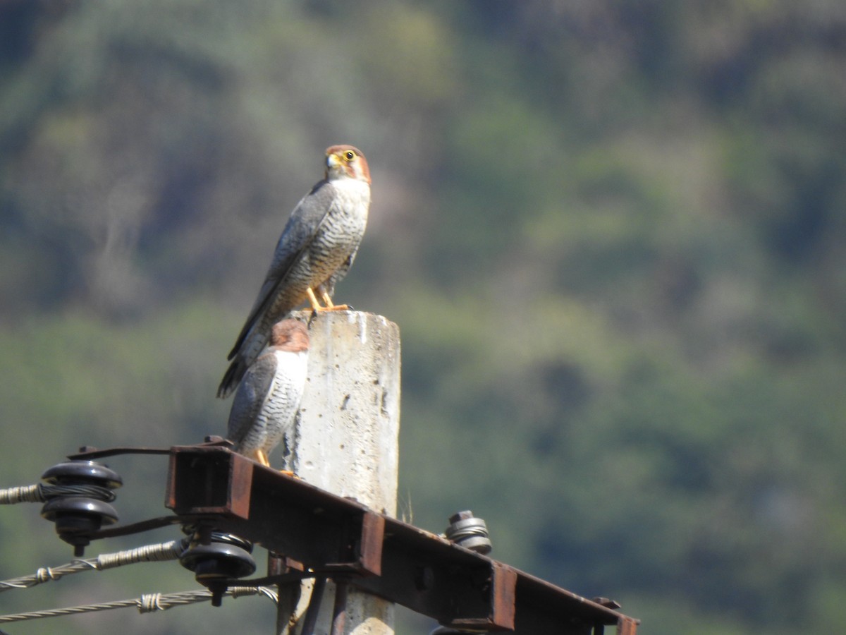 Red-necked Falcon - ML615342820