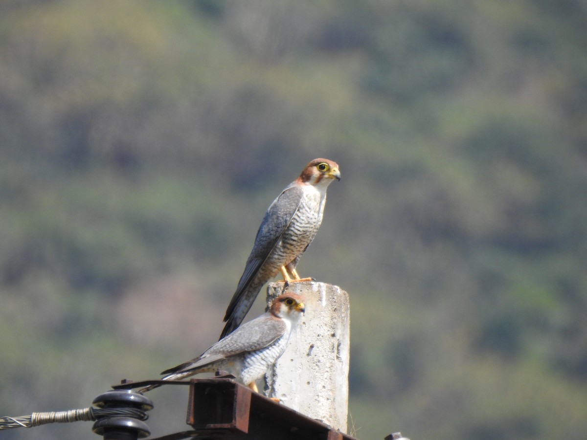 Red-necked Falcon - ML615342821