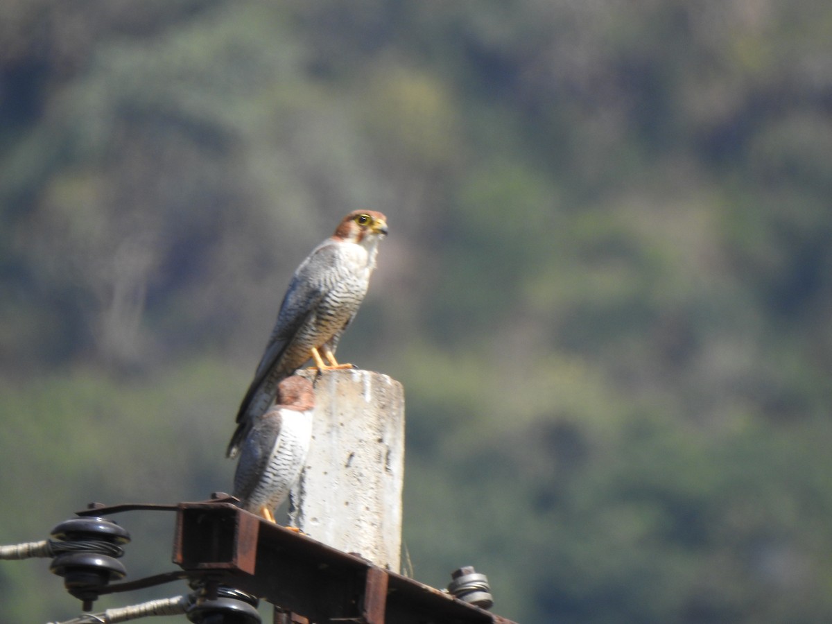 Red-necked Falcon - ML615342823