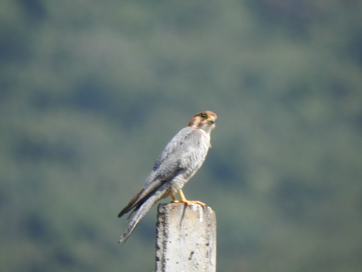 Red-necked Falcon - ML615342825