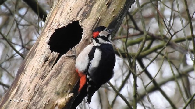 Great Spotted Woodpecker - ML615342981
