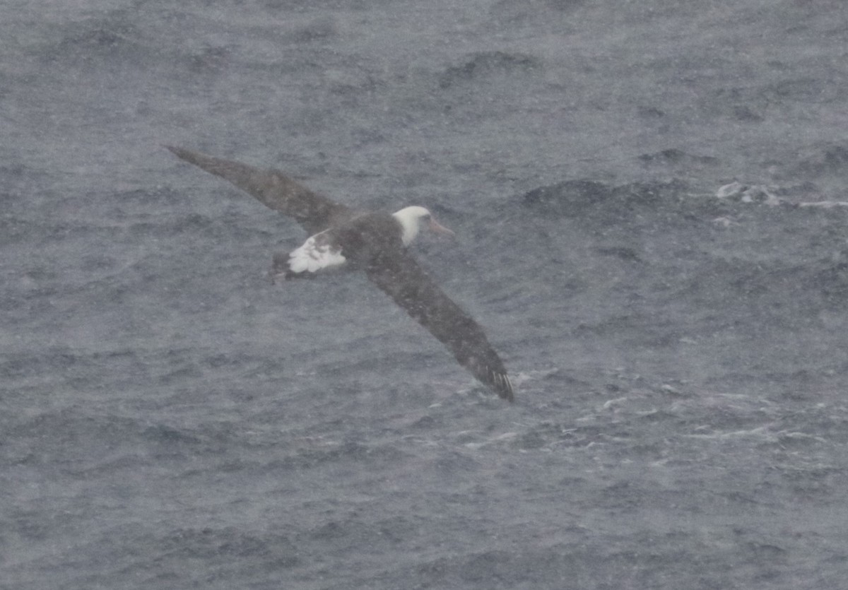 albatros laysanský - ML615343074