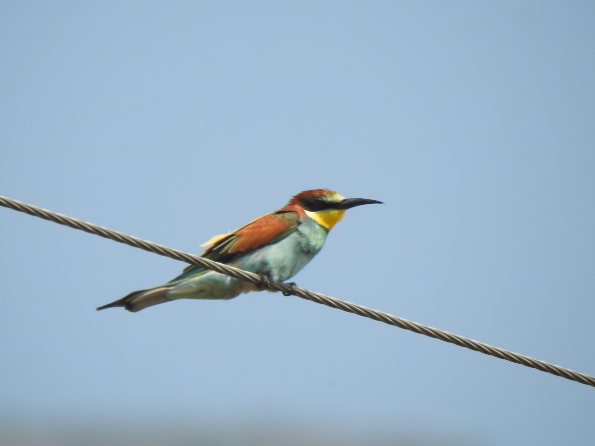 European Bee-eater - KARTHIKEYAN R
