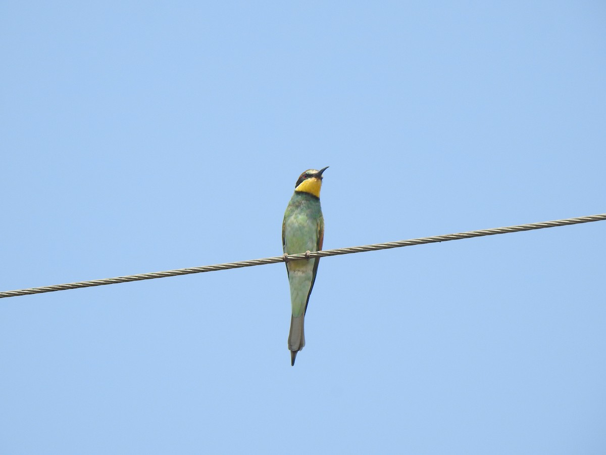 European Bee-eater - ML615343102