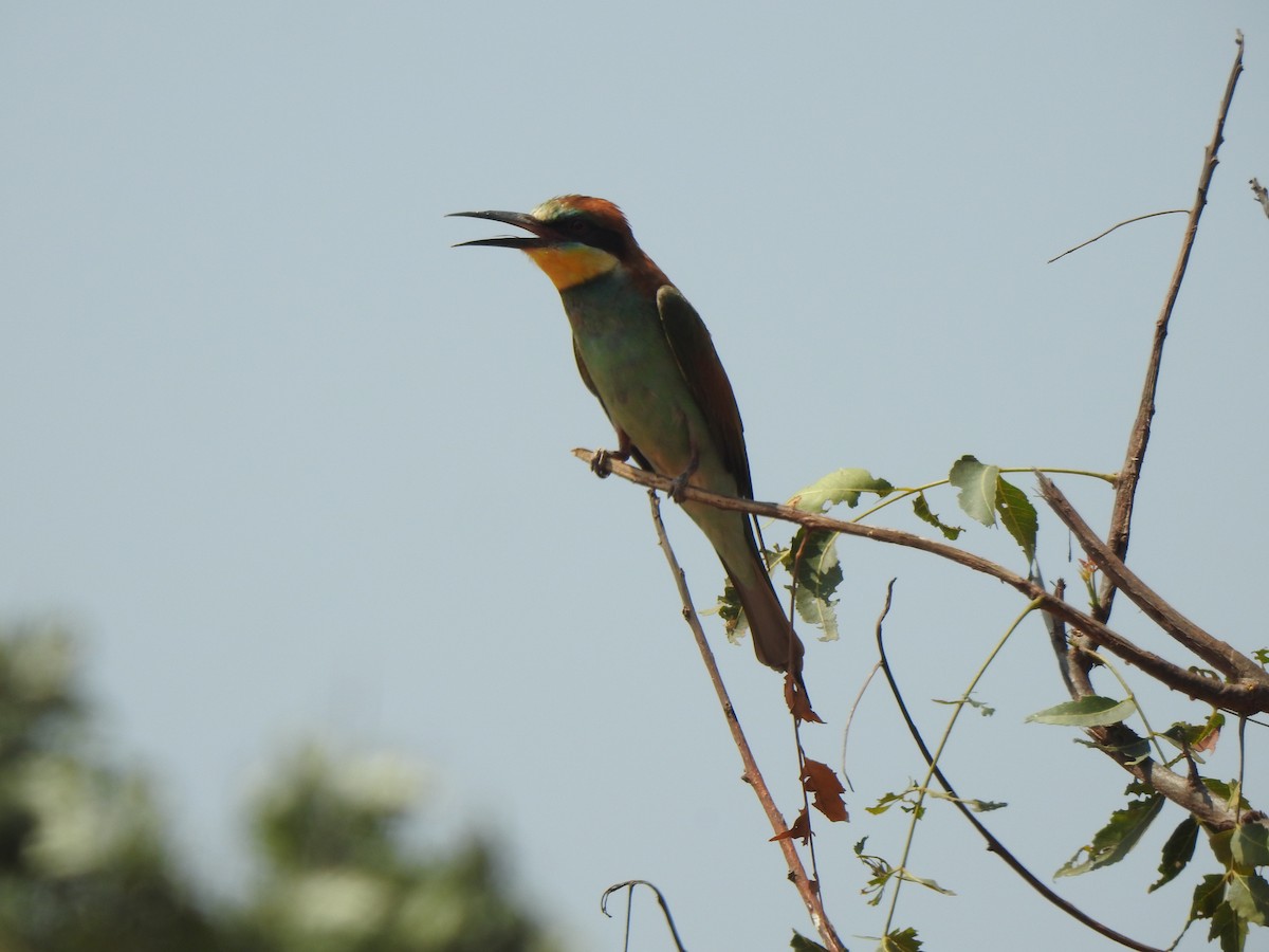 European Bee-eater - KARTHIKEYAN R