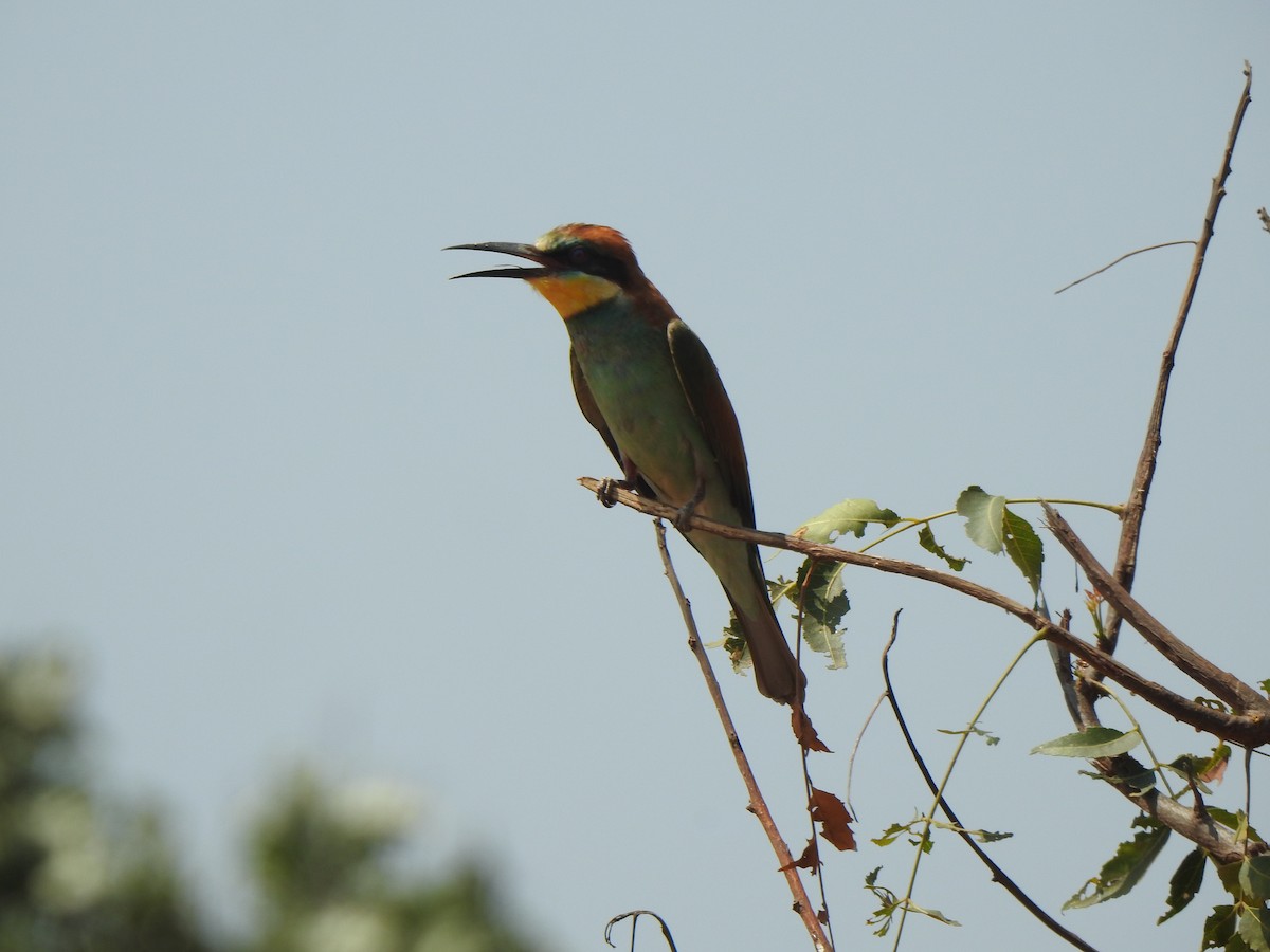 European Bee-eater - ML615343125