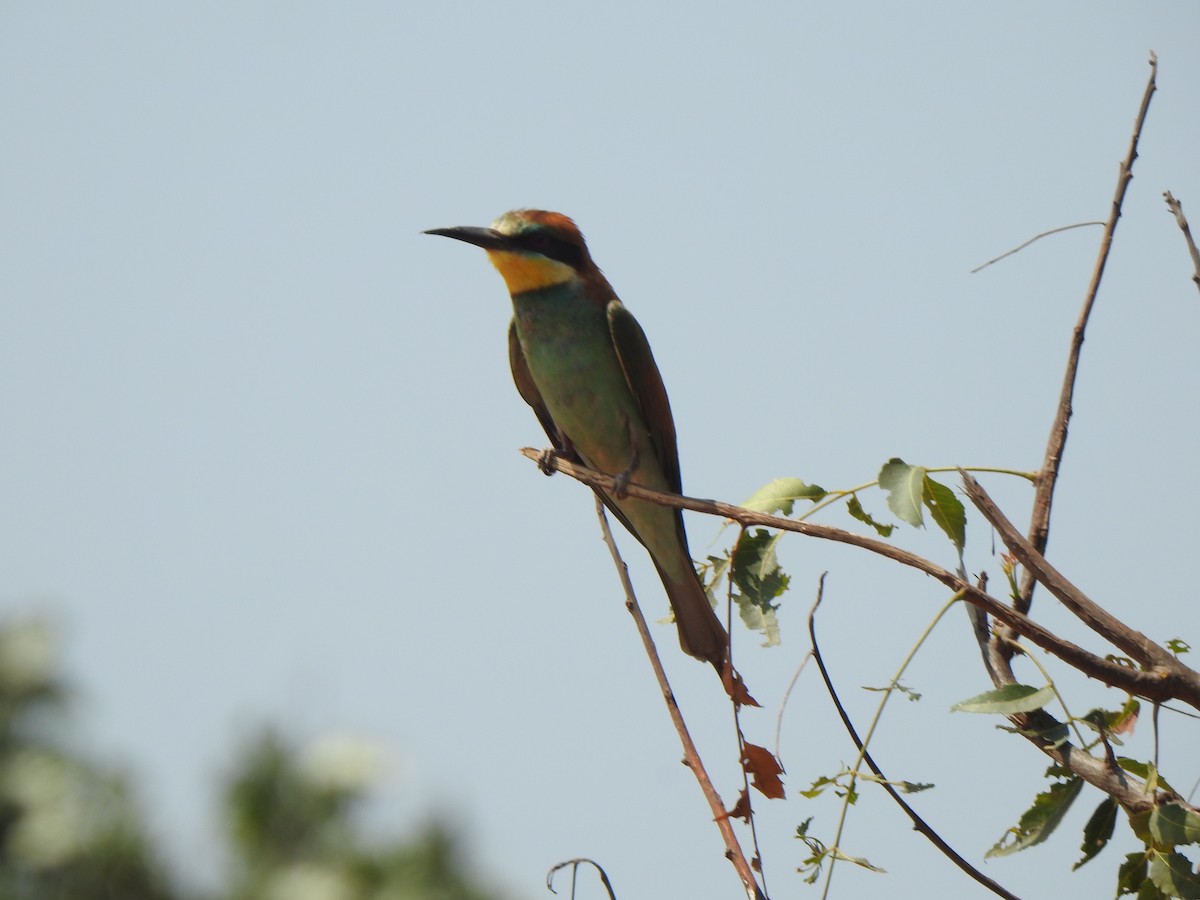 European Bee-eater - ML615343127