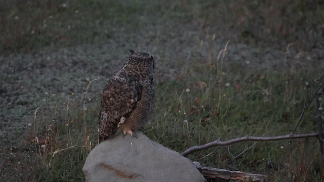 Lesser Horned Owl - ML615343230