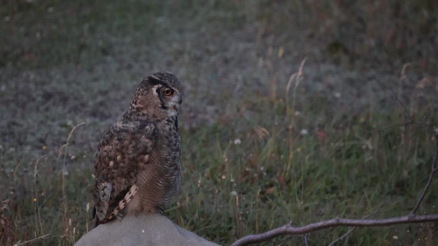Lesser Horned Owl - ML615343234