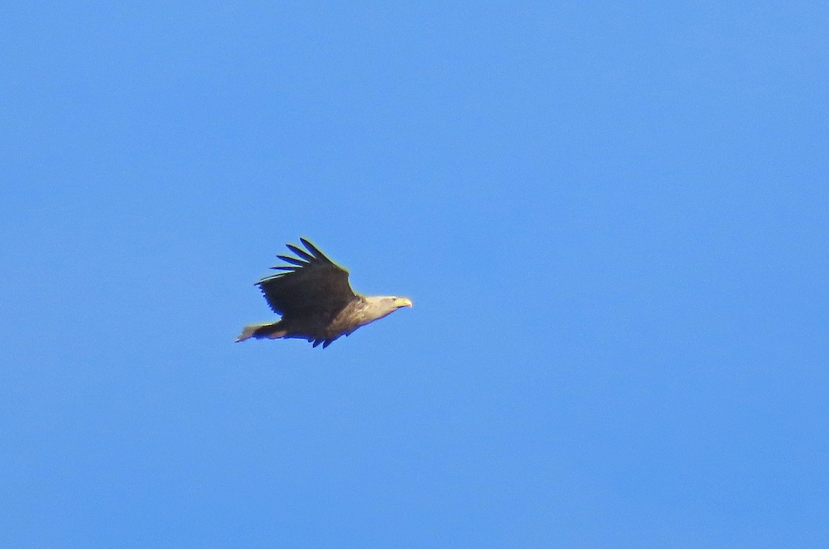 White-tailed Eagle - ML615343249