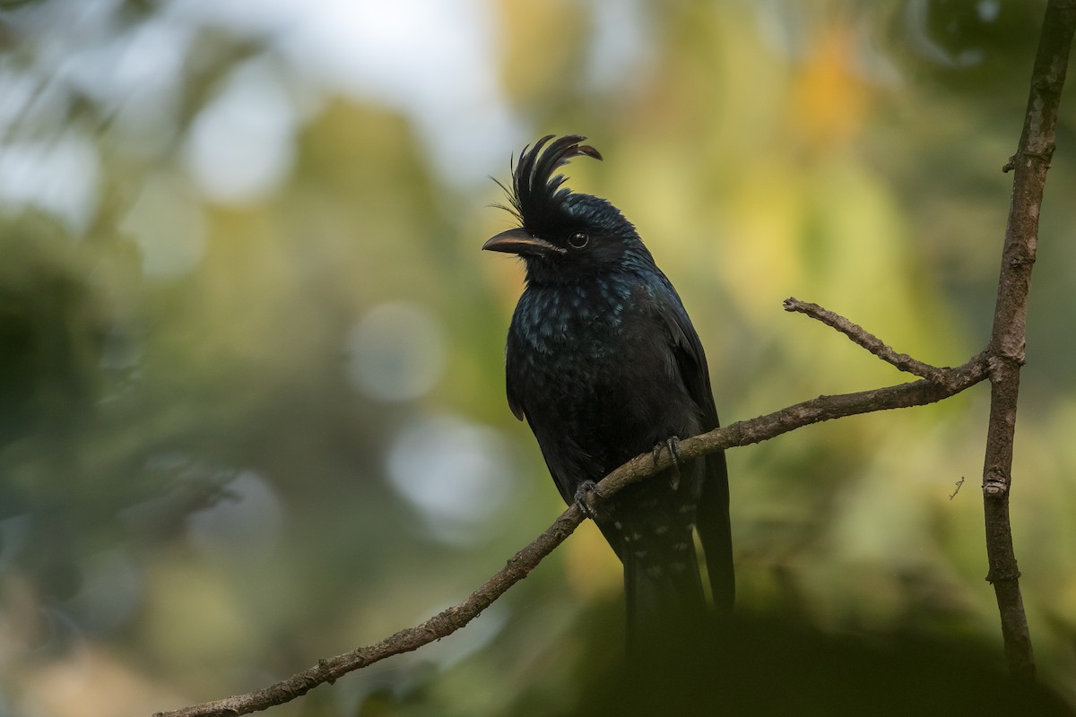 Greater Racket-tailed Drongo - ML615343290