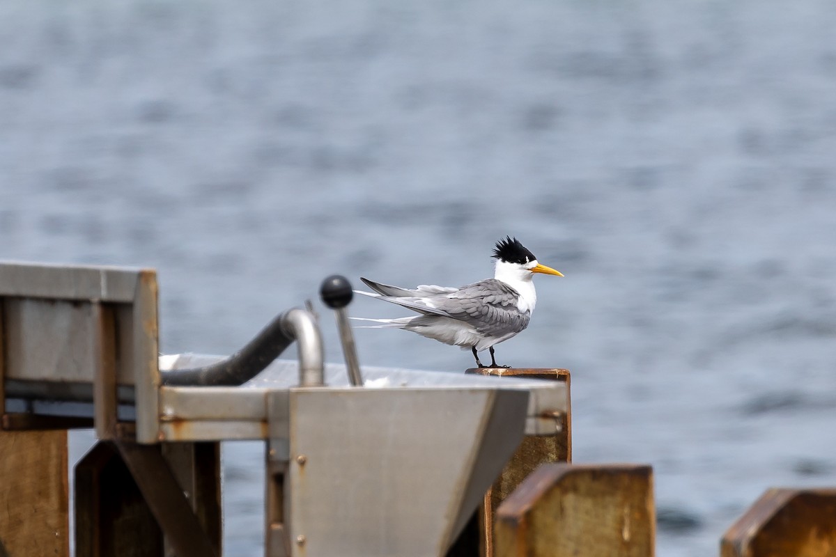Great Crested Tern - ML615343418