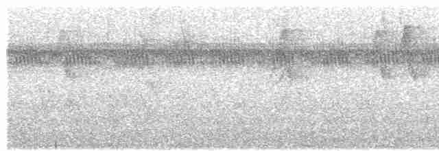 Weißbinden-Ameisenvogel - ML615343668