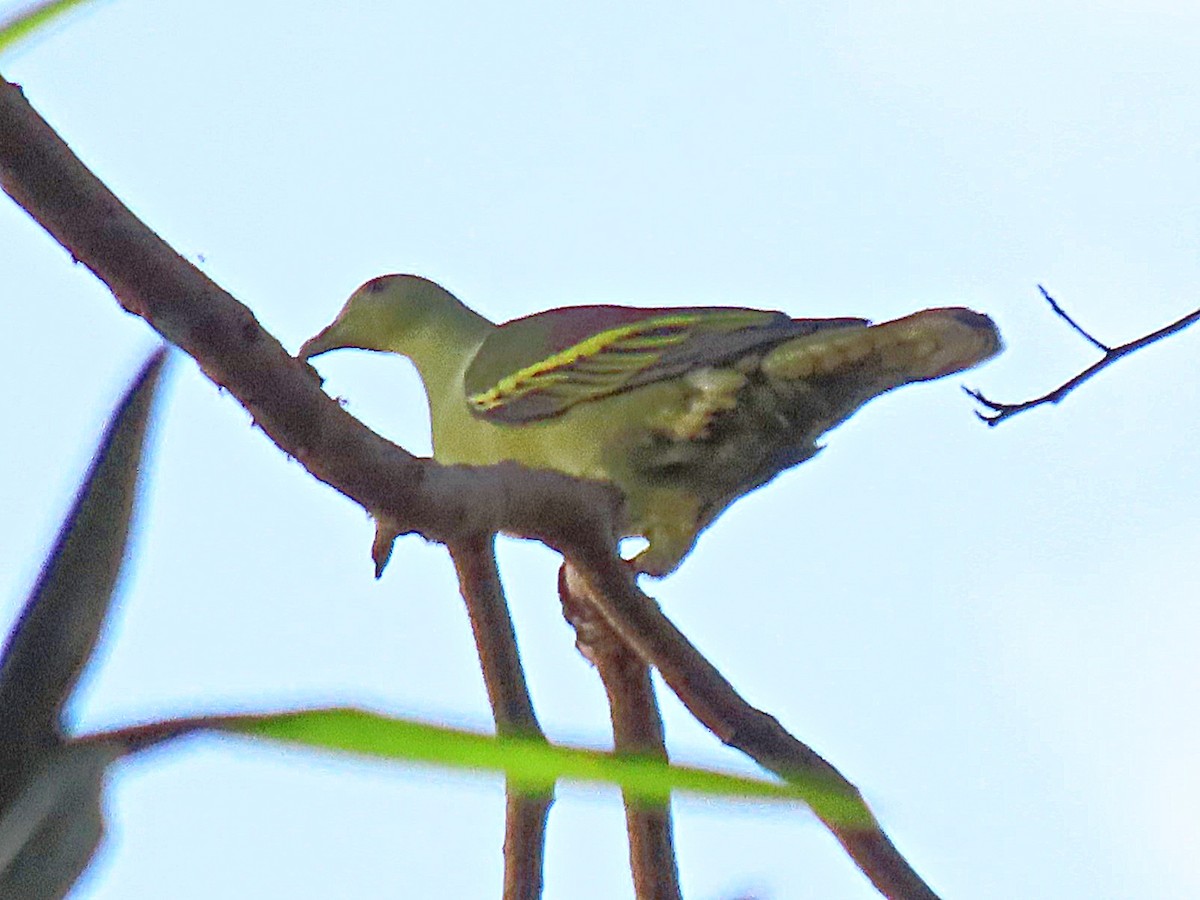 Андаманский зеленый голубь - ML615343849