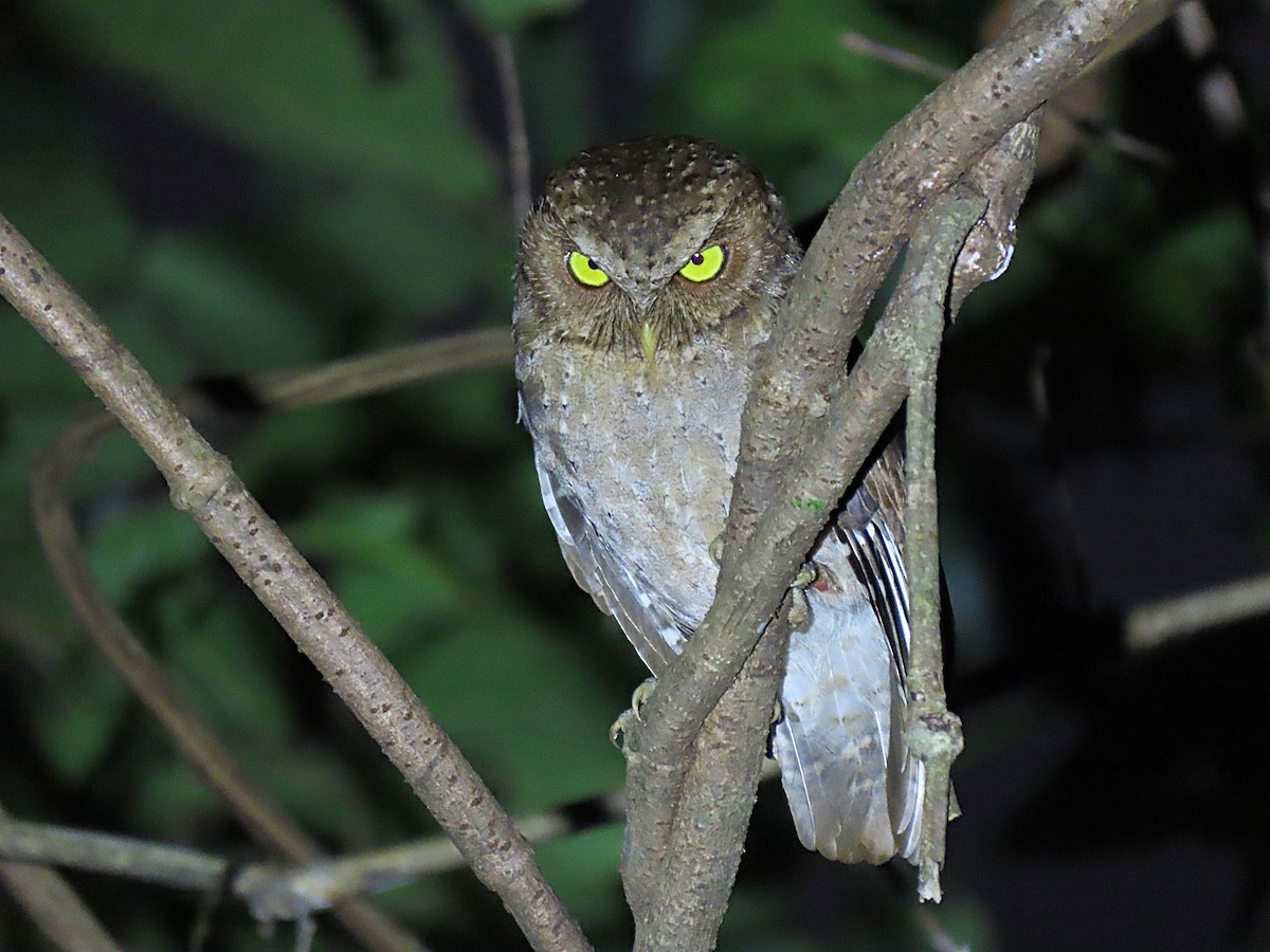 Andaman Scops-Owl - ML615343853