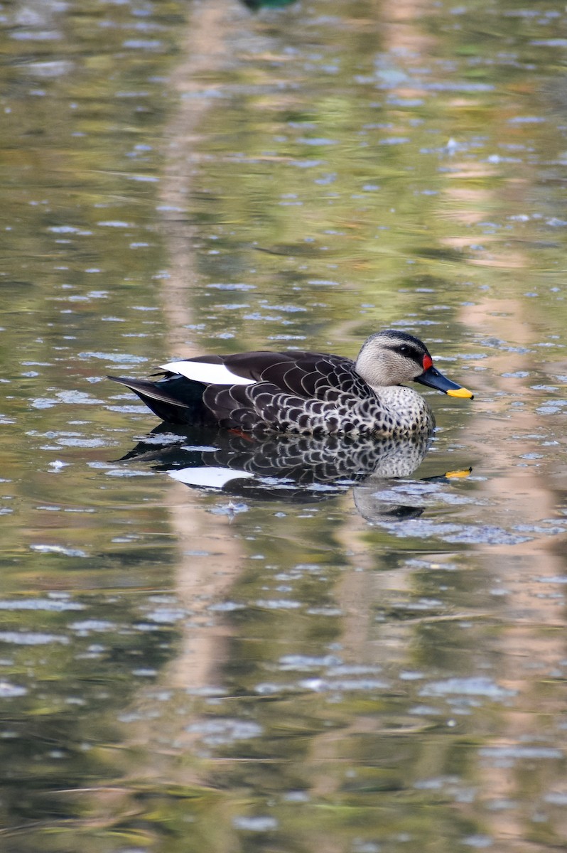 Indian Spot-billed Duck - ML615343903
