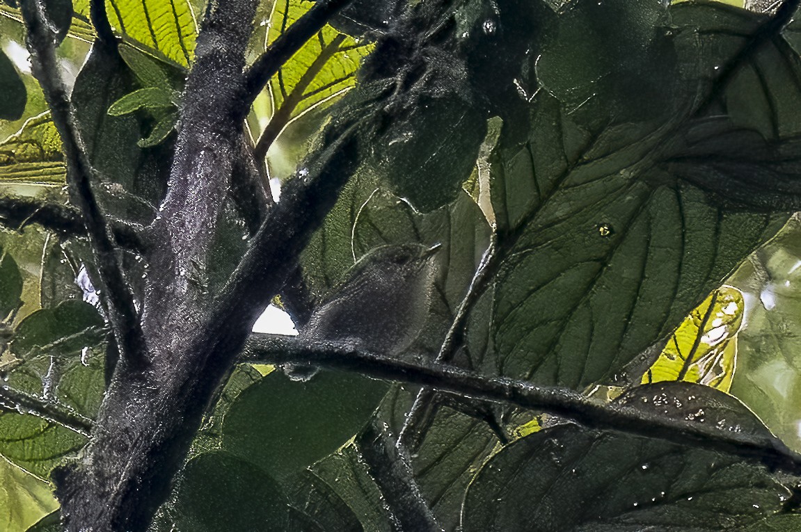 Mountain Mouse-Warbler - ML615344205