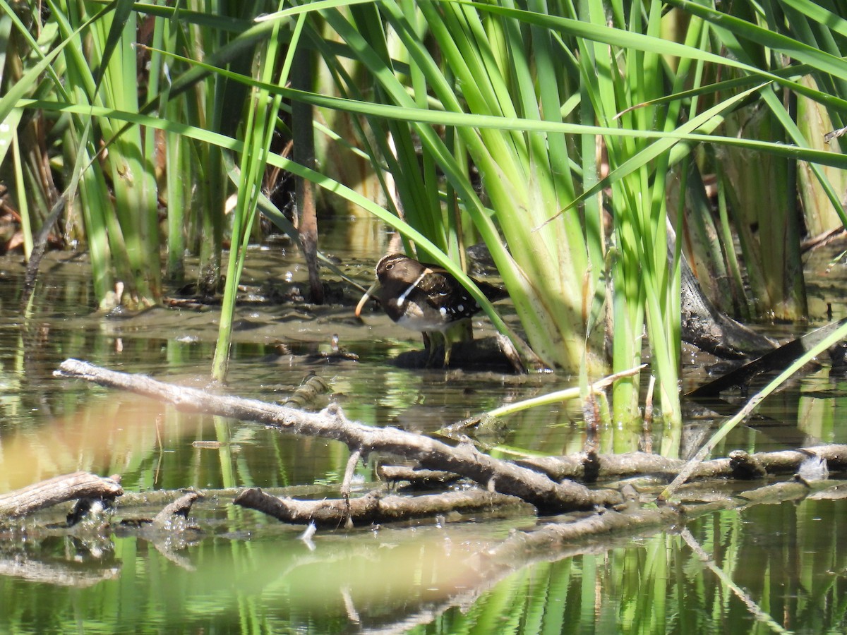 South American Painted-Snipe - ML615344316