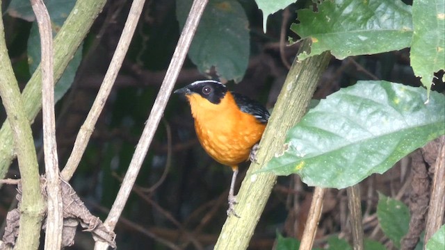 Snowy-crowned Robin-Chat - ML615344464