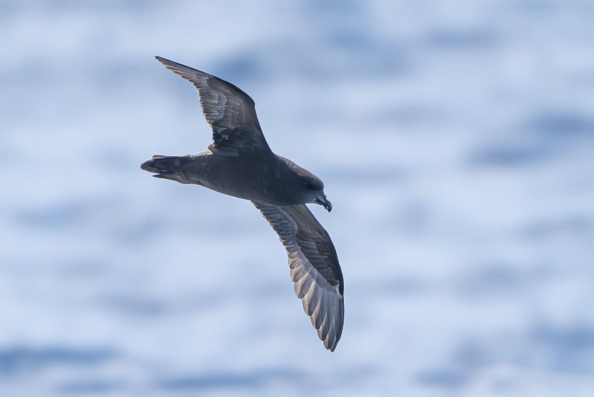 Great-winged Petrel - Philip Griffin